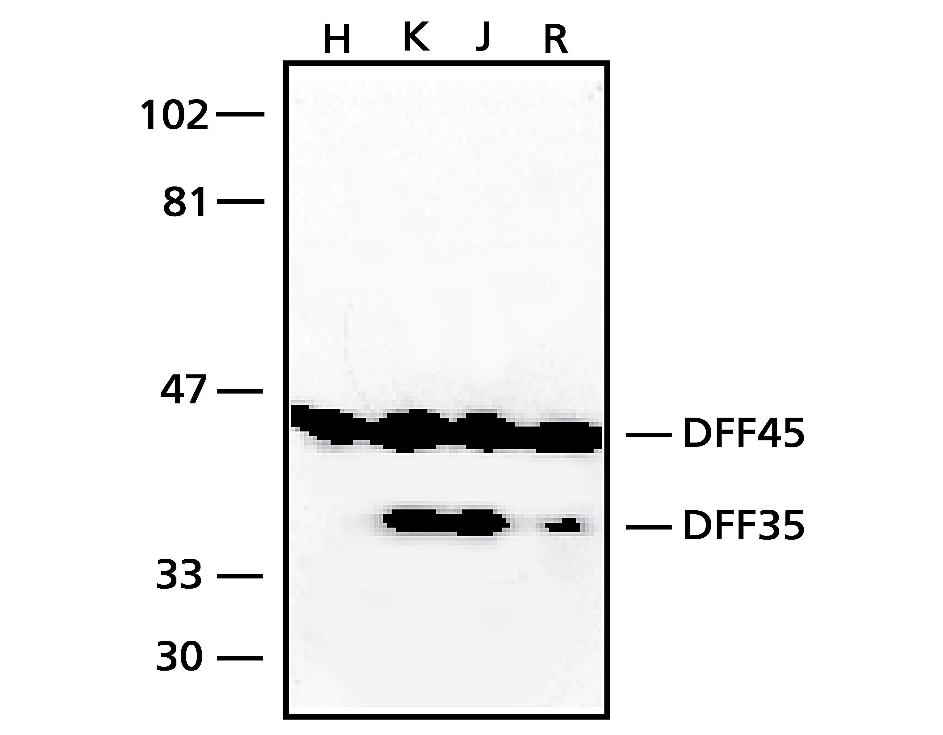 Anti-DFF45, N-Terminal antibody produced in rabbit