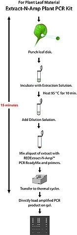 REDExtract-N-Amp<sup>TM</sup> Plant PCR Kit