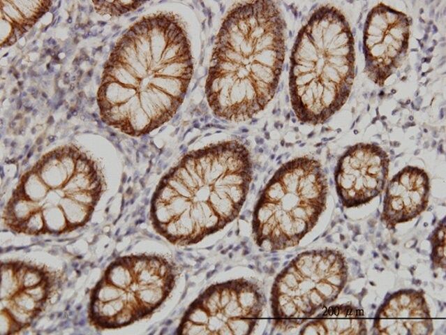 Monoclonal Anti-CLDN1 antibody produced in mouse