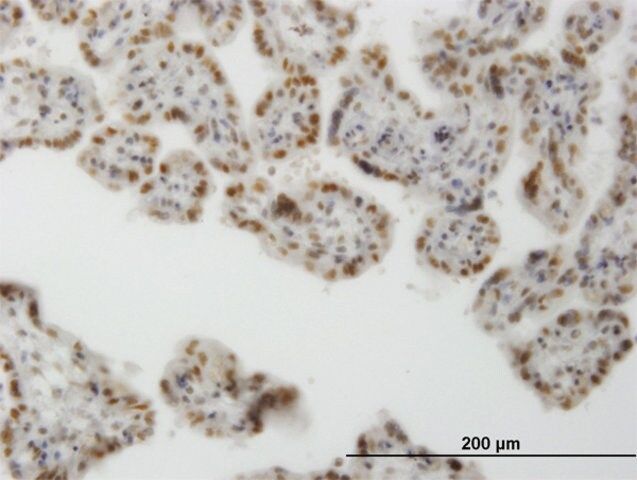 Monoclonal Anti-CLK3 antibody produced in mouse