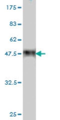 Monoclonal Anti-COP1 antibody produced in mouse