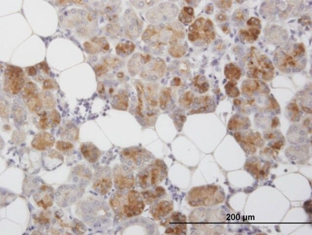 Monoclonal Anti-CLEC2D antibody produced in mouse