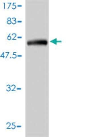 Monoclonal Anti-C1orf163 antibody produced in mouse