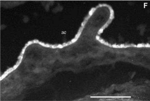 Monoclonal Anti-Cytokeratin Peptide 13 antibody produced in mouse