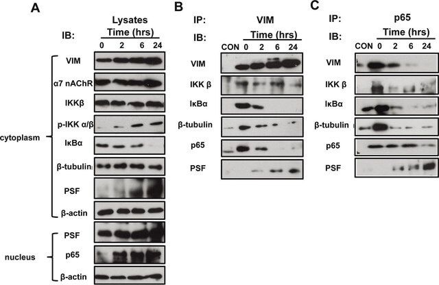 Monoclonal Anti-PSF antibody produced in mouse