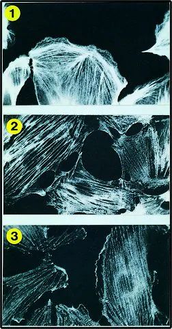 Monoclonal Anti-Tropomyosin antibody produced in mouse