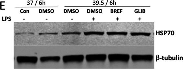 Monoclonal Anti-Heat Shock Protein 70 antibody produced in mouse