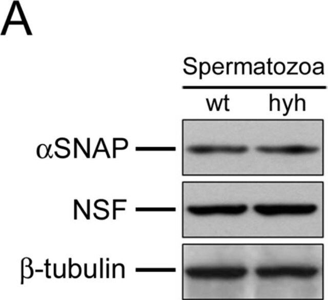 Monoclonal Anti--Tubulin antibody produced in mouse