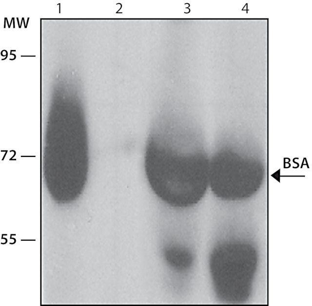 Monoclonal Anti-Bovine Serum Albumin antibody produced in mouse