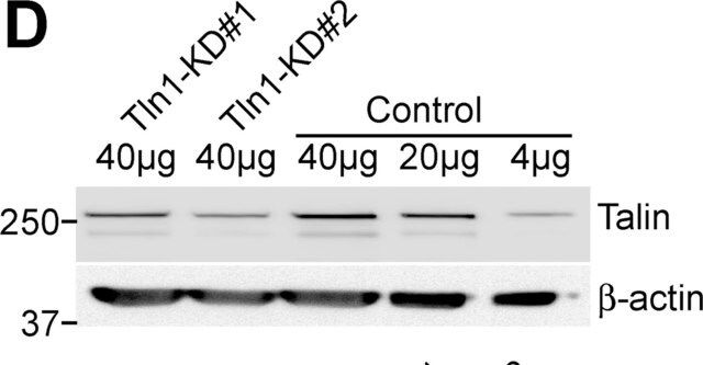 Monoclonal Anti-Talin antibody produced in mouse