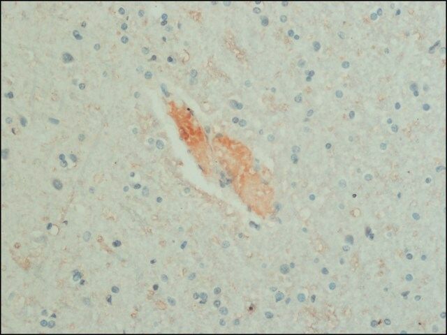 Monoclonal Anti-GABA antibody produced in mouse