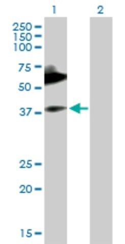 Anti-MICA antibody produced in mouse