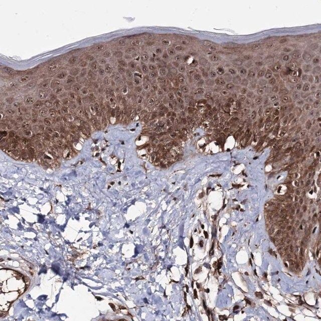 Anti-MICALCL antibody produced in rabbit