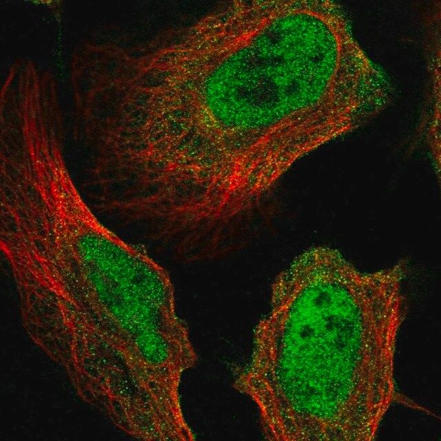 Anti-MICAL3 antibody produced in rabbit