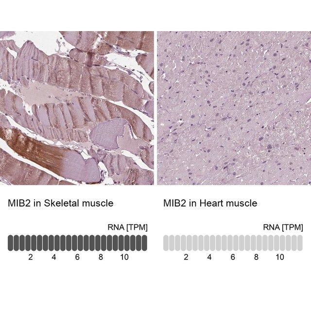 Anti-MIB2 antibody produced in rabbit