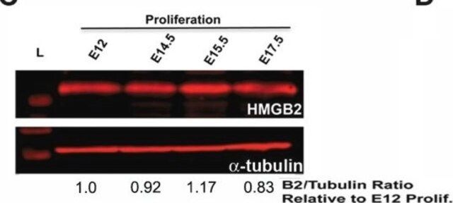 Anti-Tubulin Antibody, beta III isoform, CT, clone TU-20 (Similar to TUJ1)