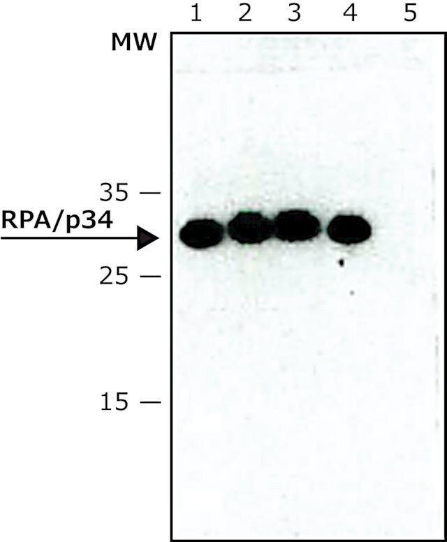 Monoclonal Anti-RPA/p34 antibody produced in mouse