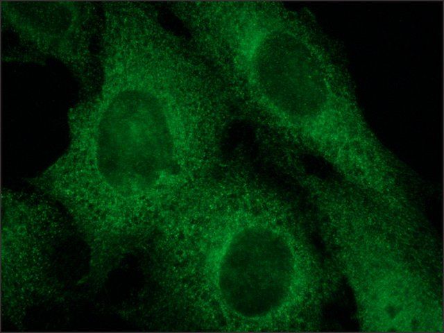 Anti-Rab4 antibody produced in rabbit