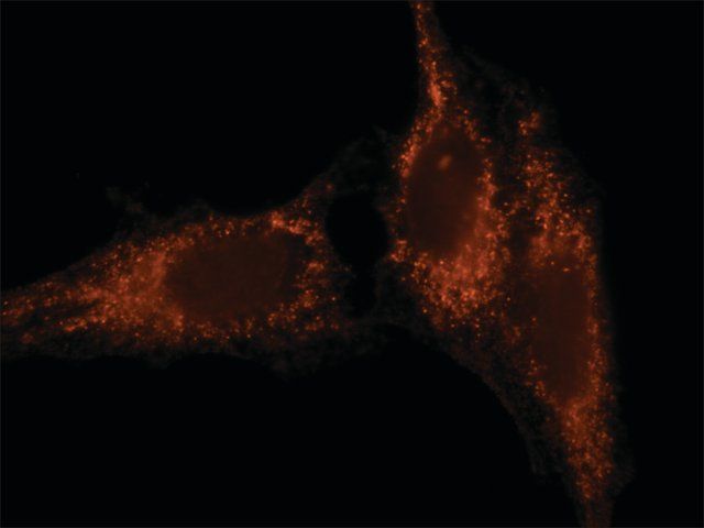 Anti-Rab27 (N-terminal) antibody produced in rabbit