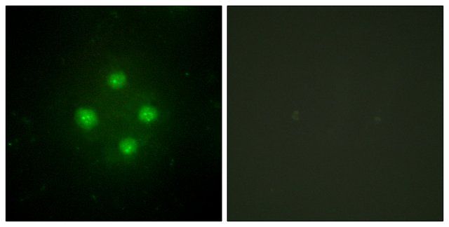 Anti-MED24 antibody produced in rabbit