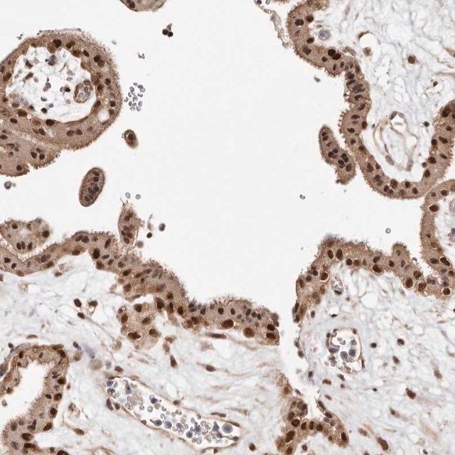 Anti-MED8 antibody produced in rabbit