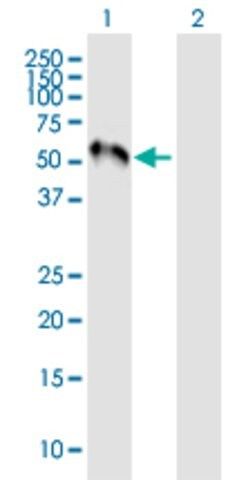 Anti-MEF2C antibody produced in mouse