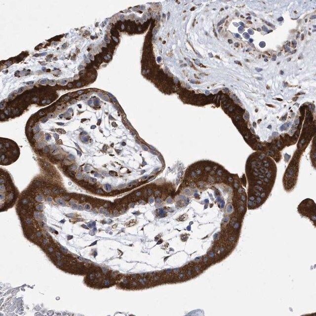 Anti-MED31 antibody produced in rabbit