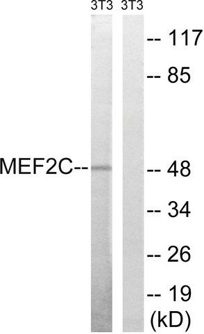 Anti-MEF2C antibody produced in rabbit