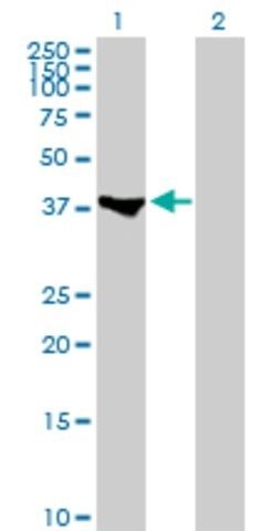 Anti-MEF2B antibody produced in rabbit