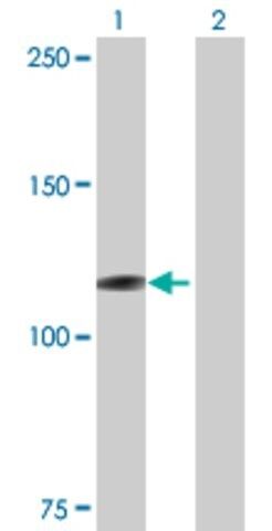 Anti-MICAL1 antibody produced in mouse