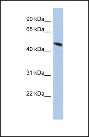 Anti-C9ORF68 antibody produced in rabbit