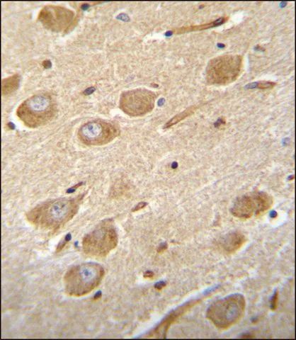 ANTI-CNGA4 (N-TERM) antibody produced in rabbit