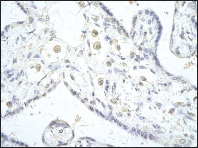 Anti-DLX5 (AB1) antibody produced in rabbit