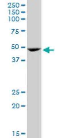 Monoclonal Anti-GATA1 antibody produced in mouse