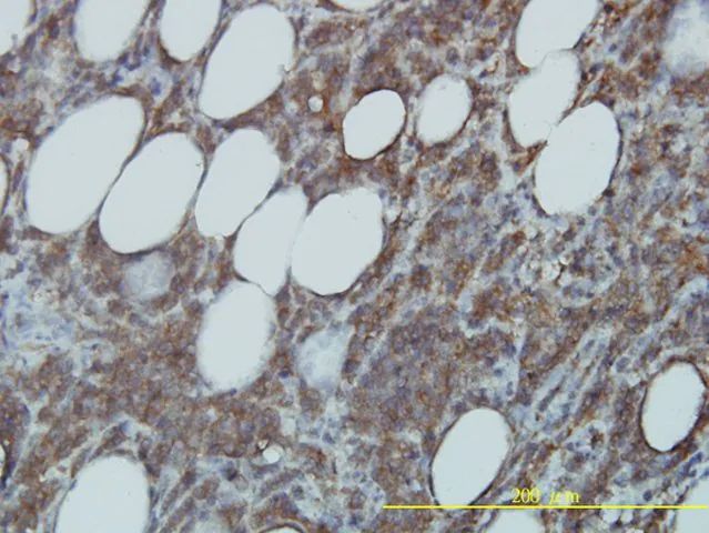 Monoclonal Anti-CDC37 antibody produced in mouse