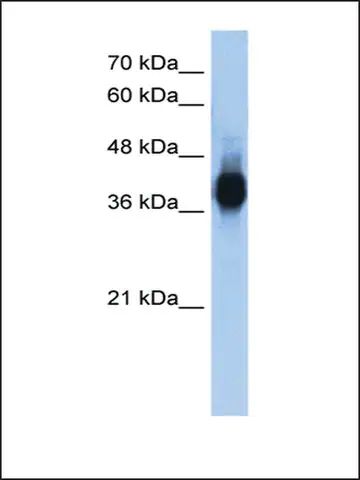 Anti-LDB1 (AB2) antibody produced in rabbit