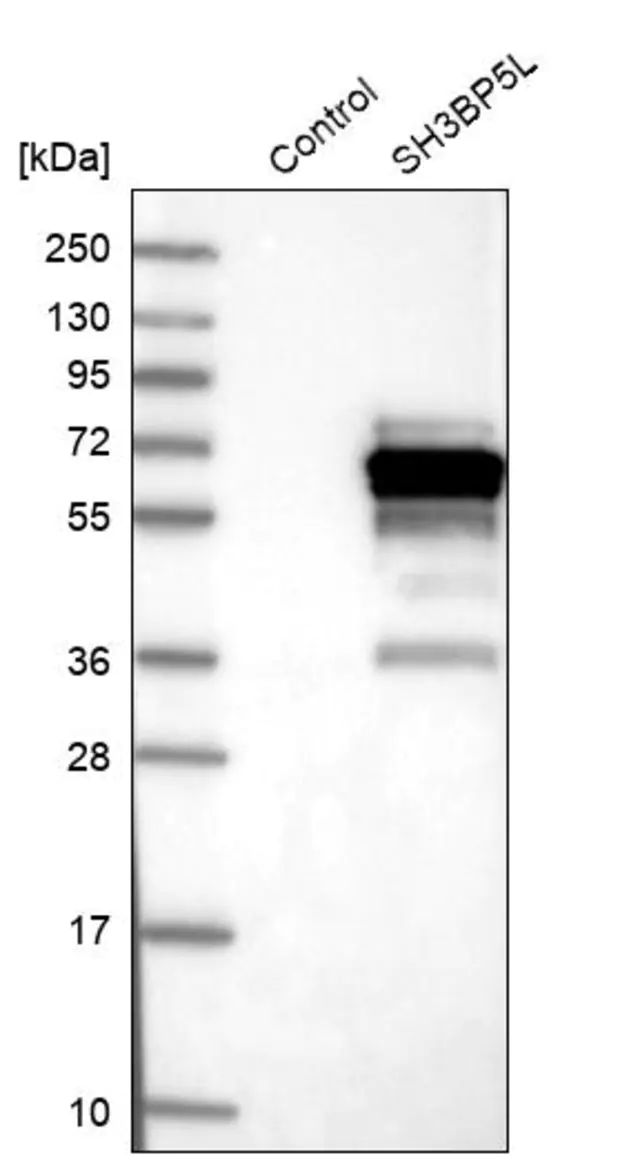 Anti-SH3BP5L antibody produced in rabbit